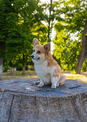 Portrait of funny corgi dog outdoors in the park - 521787998