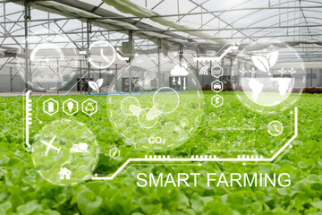smart farming. indoor organic hydroponic fresh green lettuce vegetables produce in greenhouse...