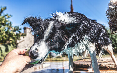 Fototapeta premium dog