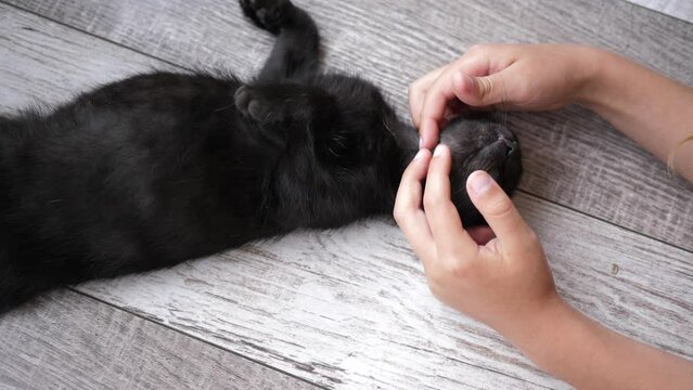 Little girl petting stroking ad playing with cute black kitten near bright window