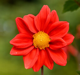 Beautiful close-up of a red dahlia