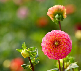 Beautiful close-up of a pompon dahlia