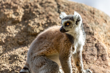 Fototapeta premium Portrait of Ring-tailed lemur (lemur catta) in profile. Reserve Anzha. Madagascar.