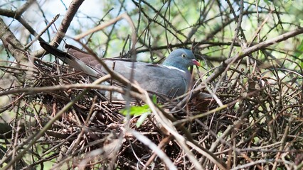 Closeup of a wood pigeon perched on a nest