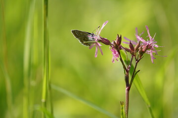 butterfly on grass