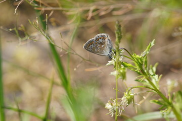 butterfly on the grass