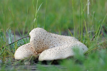 mushroom in the grass
