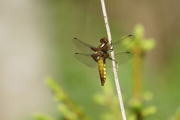 dragonfly on a leaf