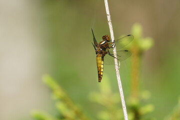 dragonfly on a leaf