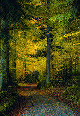 Path with leaves in autumn forest