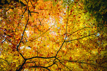 Autumn leafs red and yellow