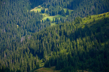 forested hills in dappled light. beautiful nature scenery in summer. spruce trees on steep grassy slopes