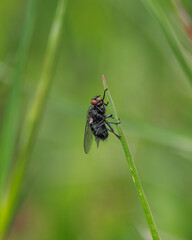 Macro photo of a fly - selective focus