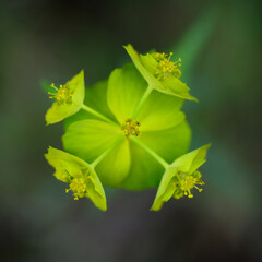 Planta de asnaballo (Euphorbia Serrata)