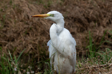 big egret bird in the city by the waterfront