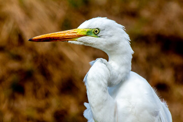 great egret bird close-up portrait