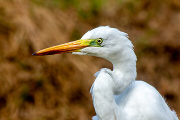 great egret bird close-up portrait