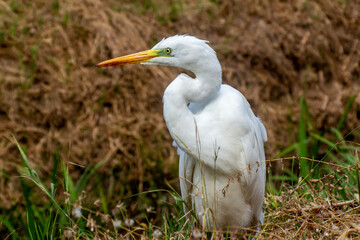 big egret bird in the city by the waterfront