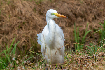 big egret bird in the city by the waterfront