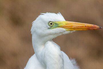 great egret bird close-up portrait