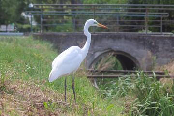 big egret bird in the city by the waterfront