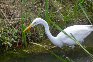 a large egret bird stands in the water full length portrait