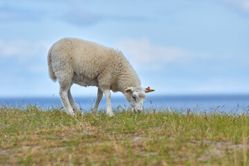 A single sheep is grazing by the coast line with the sea in the background.