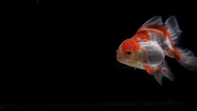 slow motion moving moment beautiful of goldfish in thailand on black background