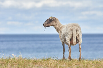 Obraz premium A single sheep is standing by the coast line with the sea in the background.
