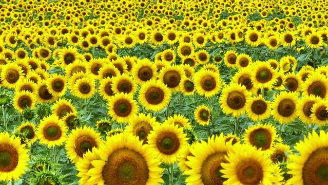 Field and cultivation of sunflowers in the surroundings of Cubillos de Losa, La Riba and Recuenco. Aerial view from a drone. Losa Valley. Las Merindades. Burgos. Castile and Leon. Spain. Europe