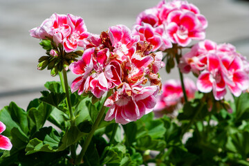 Garden geranium - Pelargonium. ink geranium flowers on a blurry green floral background. pink and violet colored pelargonium flowers closeup