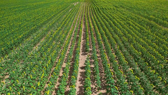 Field and cultivation of sunflowers in the surroundings of Cubillos de Losa, La Riba and Recuenco. Aerial view from a drone. Losa Valley. Las Merindades. Burgos. Castile and Leon. Spain. Europe