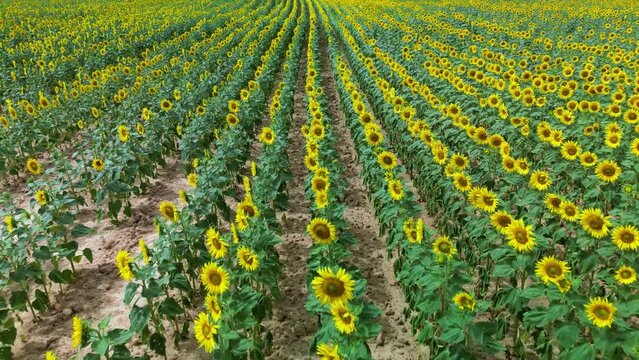 Field and cultivation of sunflowers in the surroundings of Cubillos de Losa, La Riba and Recuenco. Aerial view from a drone. Losa Valley. Las Merindades. Burgos. Castile and Leon. Spain. Europe