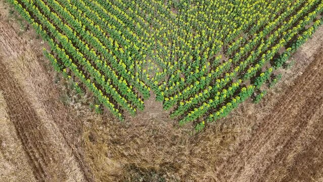 Field and cultivation of sunflowers in the surroundings of Cubillos de Losa, La Riba and Recuenco. Aerial view from a drone. Losa Valley. Las Merindades. Burgos. Castile and Leon. Spain. Europe