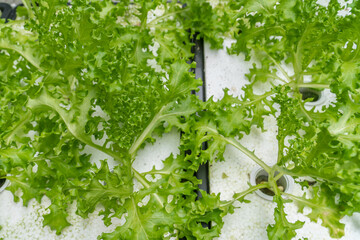 Green oak vegetable planting by technic hydroponic in a pot. Green nature vegetable background