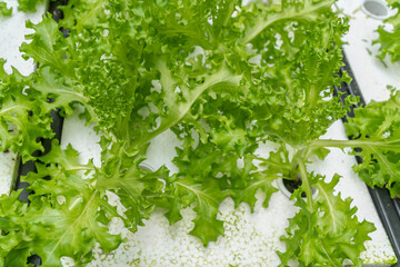 Green oak vegetable planting by technic hydroponic in a pot. Green nature vegetable background