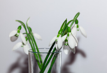 White flowers at white background . Snowdrops symbol of springtime