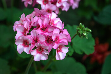 Obraz premium Bright red-pink blooming geranium flowers among green foliage on a sunny day. Beautiful blooming geranium. Selective focus.