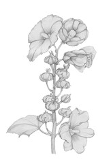 Mallow flower pencil drawing illustration. Gray tint.