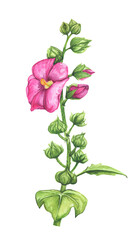 Mallow flower watercolor illustration. Pink blooming flower.