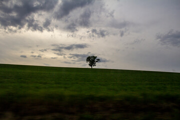 Naklejka na ściany i meble Silhouette of a tree in a field