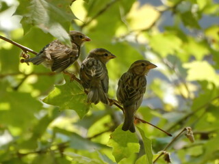 Three sparrows standing on the tree branch, looking for food