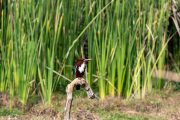 A kingfisher sits on a branch among the greenery on Lake Wildlife concept.