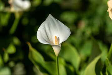Calla lily,closeup of beautiful white flower in full bloom in spring,arum lily,gold calla
