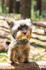 Cute Yorkshire Terrier puppy in the forest