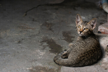 Close up of Thai stray cat laying on concrete street, Poor hungry cat.