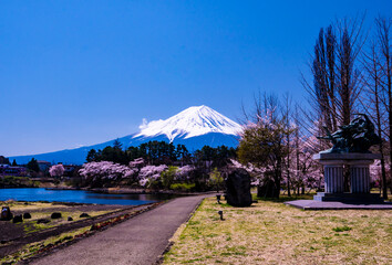 河口湖大池公園からの富士山２０２２