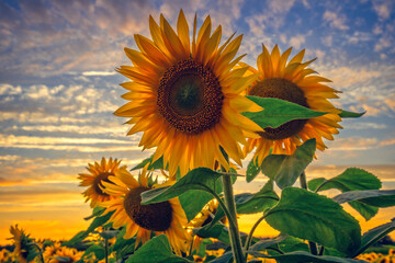 Meadow of beautiful sunflowers at sunset, field yellow flowers - 521796121
