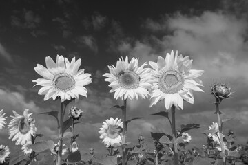 Black and white artistic photo of blooming sunflowers