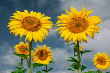 Pair of golden sunflowers.